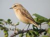 Whinchat at Gunners Park (Steve Arlow) (93720 bytes)